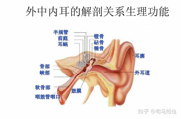 先来张解剖图吧