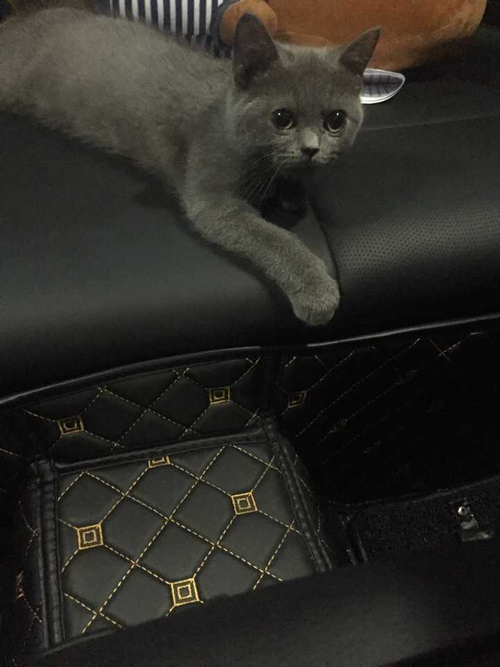 养一只英短蓝猫是什么体验?