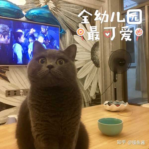 喵鱼酱 的想法 我才刚拆开包裹…这猫的占有欲也太强了吧 知乎