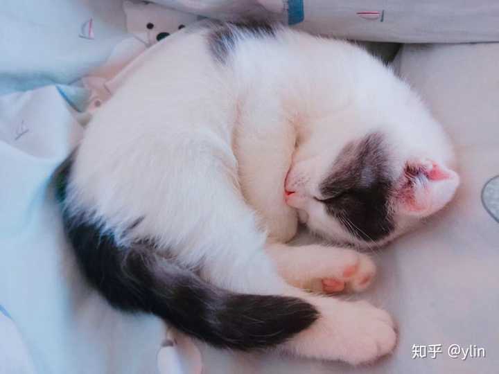 你的猫有哪些奇葩的睡觉姿势?