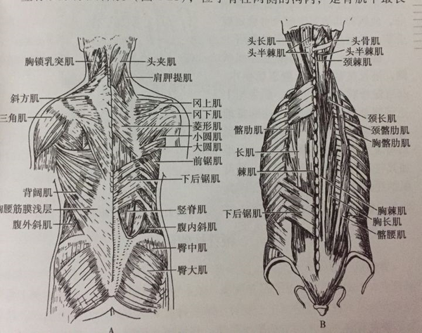 我帮她检查之后发现她腰上的 胸腰筋膜绷得很紧.