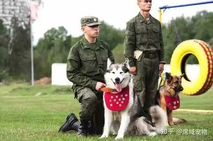 古今中外,有用哈士奇做警犬或军犬的么?
