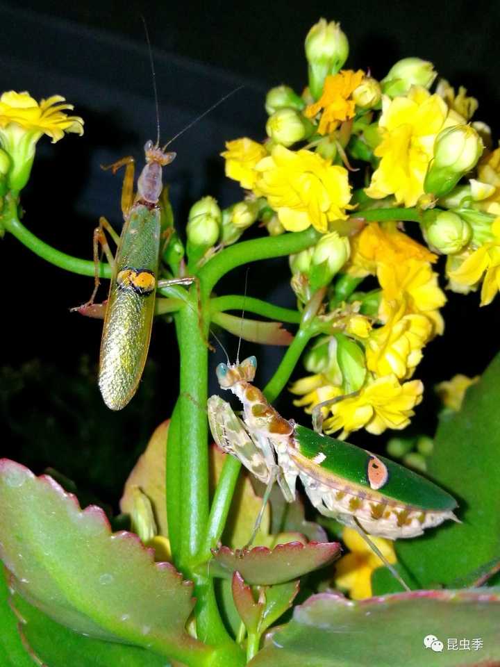 雌螳螂为何会吃掉交配中的雄螳螂?