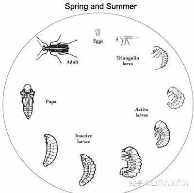 芫菁的一生要经历:卵—三爪幼虫—蛴螬型幼虫—伪蛹—蛹—成虫,6个