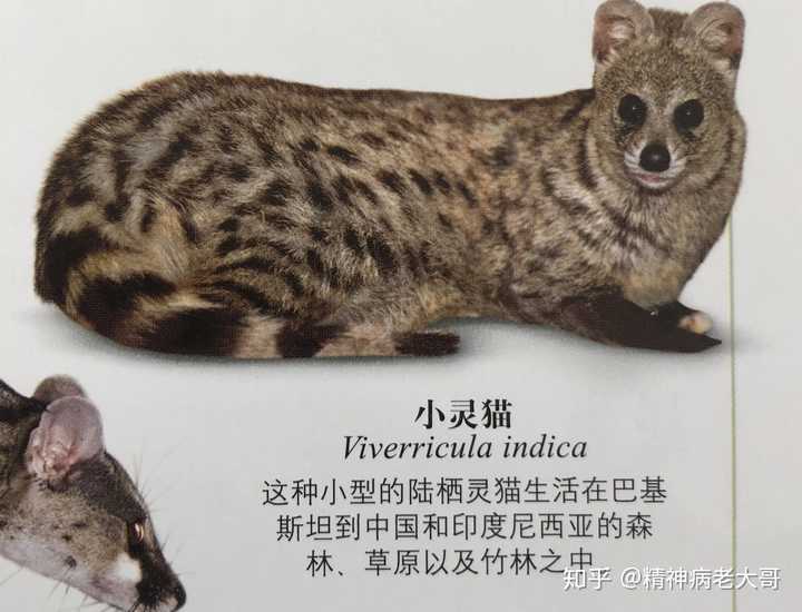 「小灵猫」的外形是怎样的,这一生物种群现状如何?