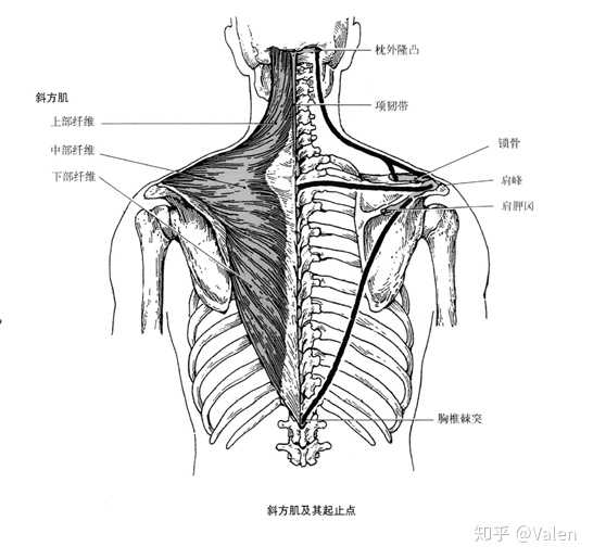 首先,看下解剖图解: 后背的肌肉主要由浅层的斜方肌,大圆肌,小圆肌