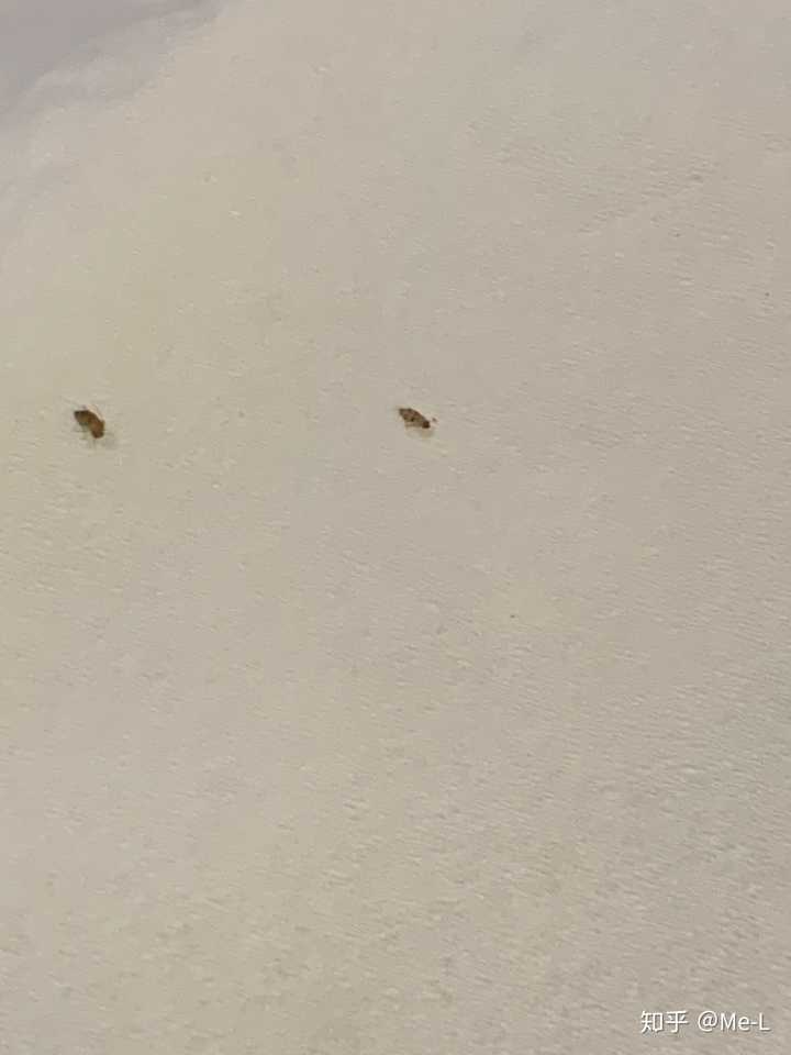大家知道这是什么虫子吗地板上床板上床上今天更是用扫地机器人扫出几