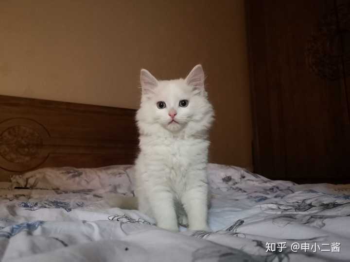 有没有纯白色的布偶猫?