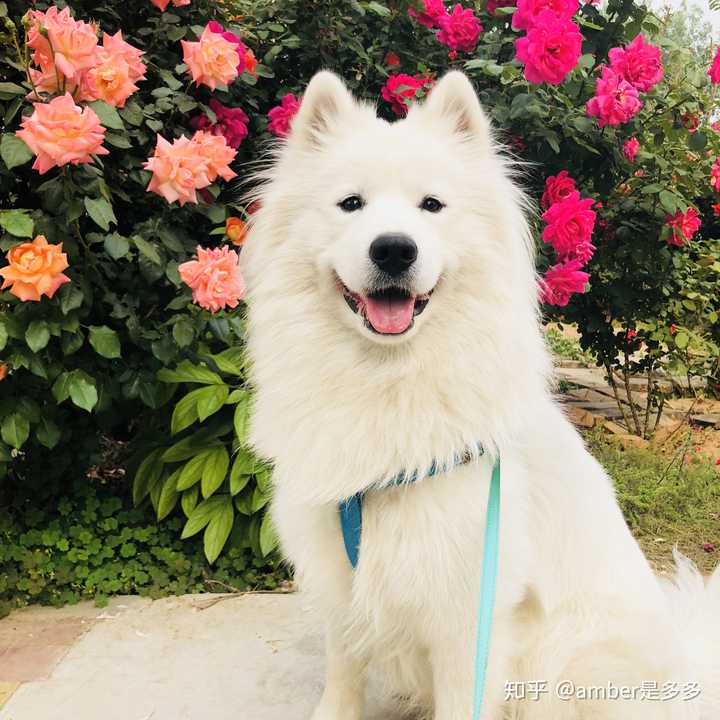 萨摩耶和柴犬,哪个比较好养?