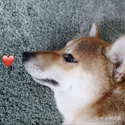 一只猫和一只狗的情侣头像?