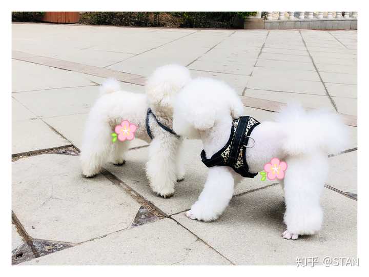 博美和比熊哪个好看,哪个比较好点?