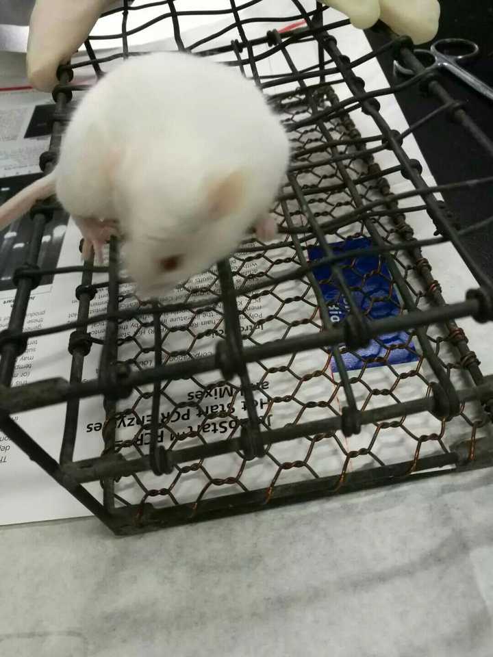 吞噬细胞功能,书上写的是用颈椎脱臼法处死小鼠提取小鼠腹腔巨噬细胞