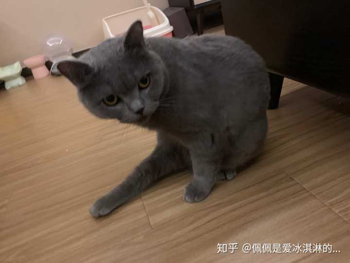 如何区分纯种蓝猫和蓝猫串?