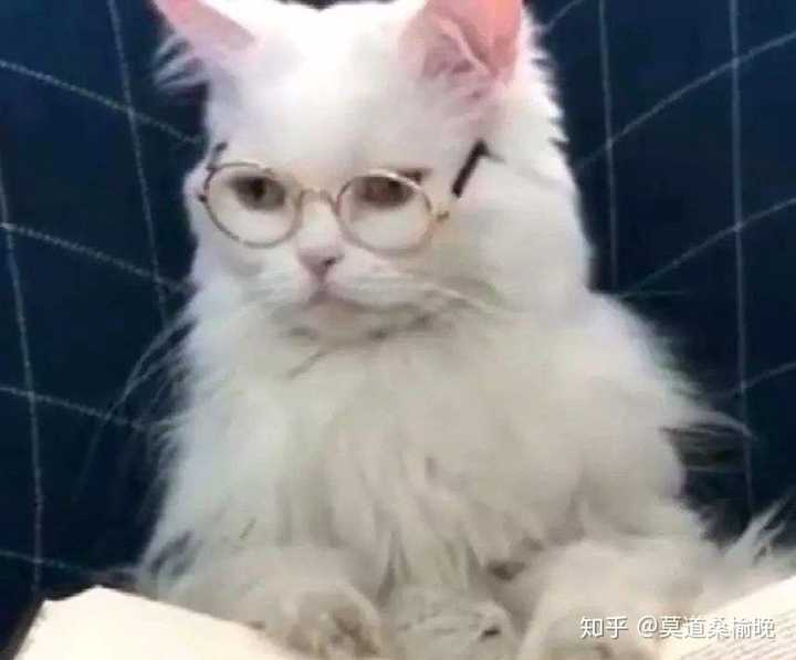 求带眼镜的猫咪头像?像这张图一样?