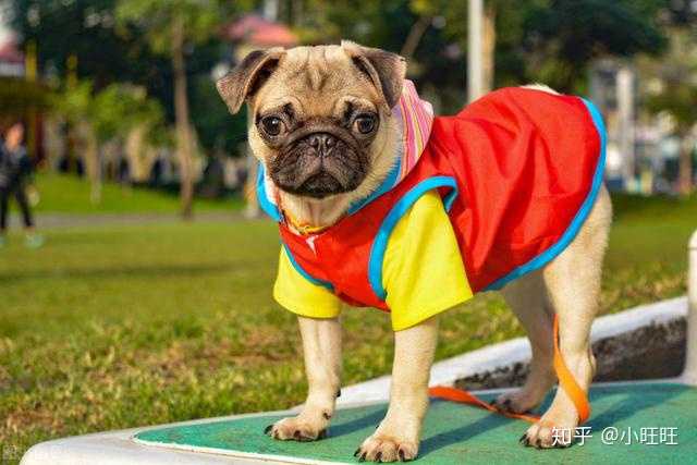 哪些小型犬不适合养?