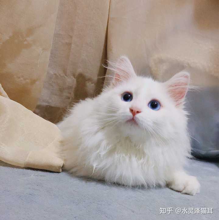 养只狮子猫是什么样的体验?