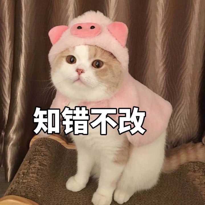 被室友称为表情包大佬的我不能再低调了_(:з」∠)_ 可爱的表情当然