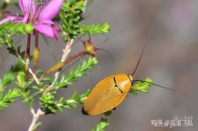 如果蟑螂换成别的颜色,你可不可能接受它们的存在?