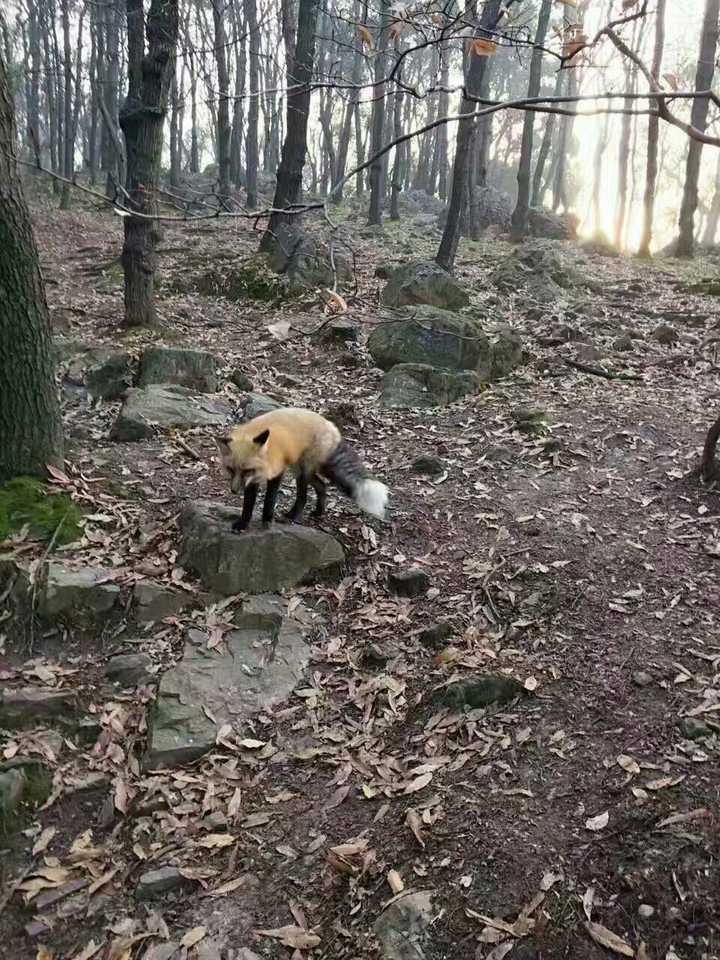 但是是狐狸无疑啊 还有我美丽的室友,某天也