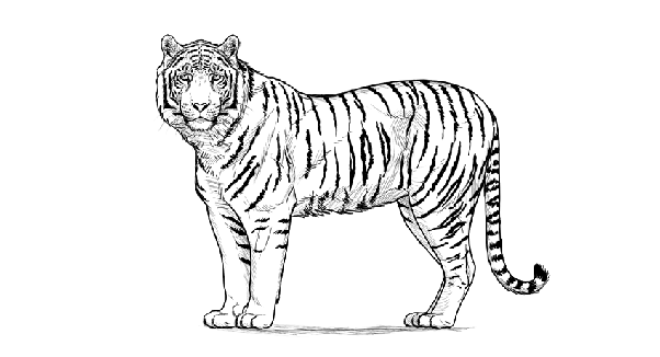举个例子,假设下面的老虎是2d生物.