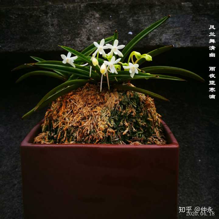 风兰,散发奶香