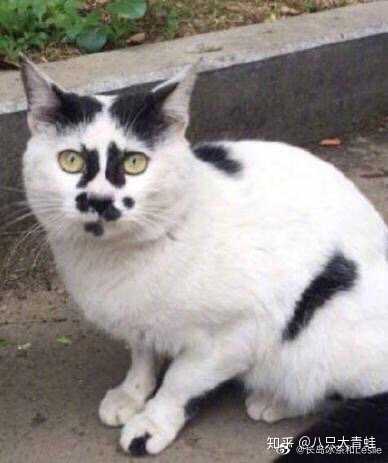 你见过最丑的猫丑到什么程度了?