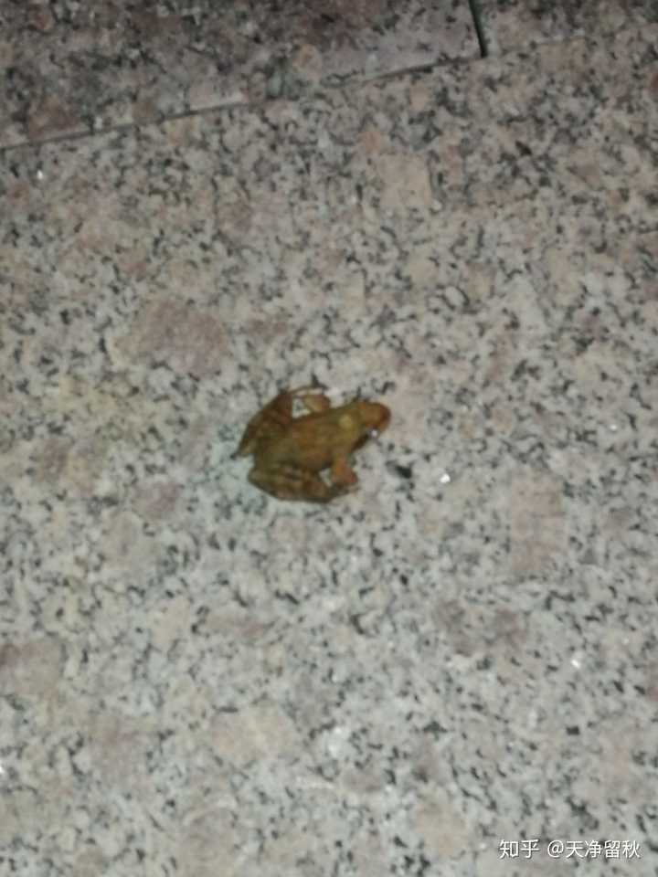 雨后路上跳的小的是什么蛙啊?
