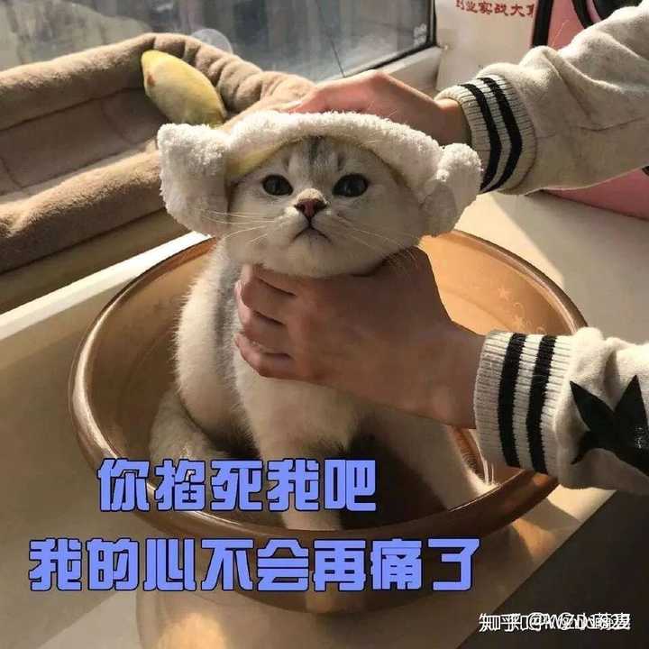 有没有什么生无可恋的表情包?