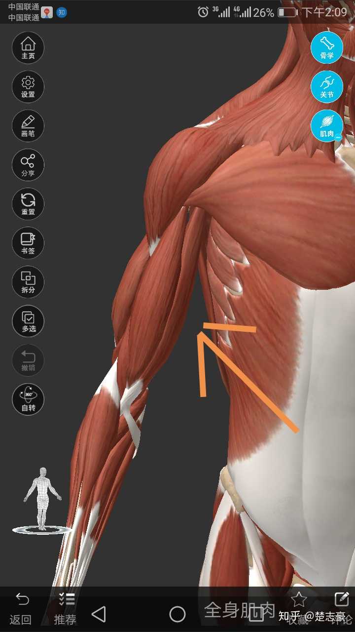 肱二头肌下部和上部之间下凹是怎么回事?