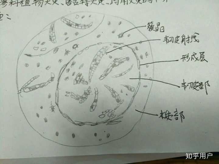 黄柏,纯天然五花肉有木有!一层肥一层瘦,嘿嘿嘿