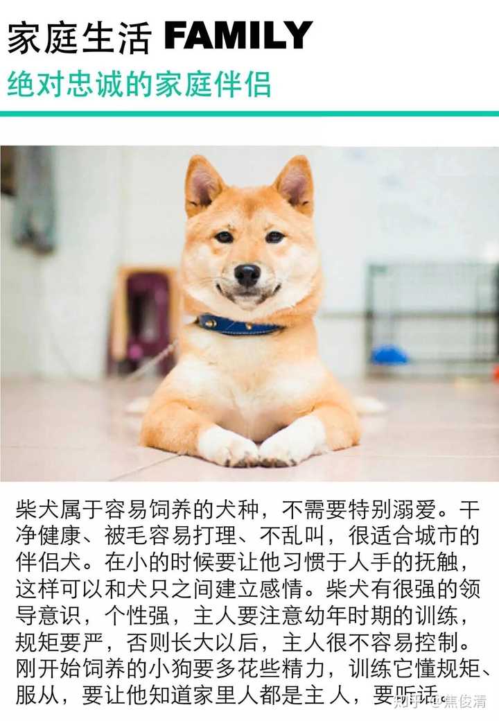 拉布拉多和柴犬该如何选择呢?