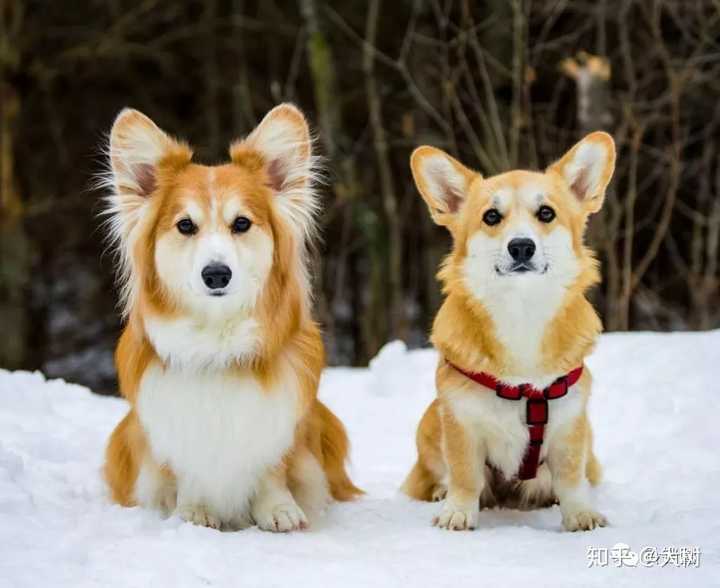 上图的柯基都是失格的,左图是白头 奶牛花,中图的围脖过宽,右图的脸部