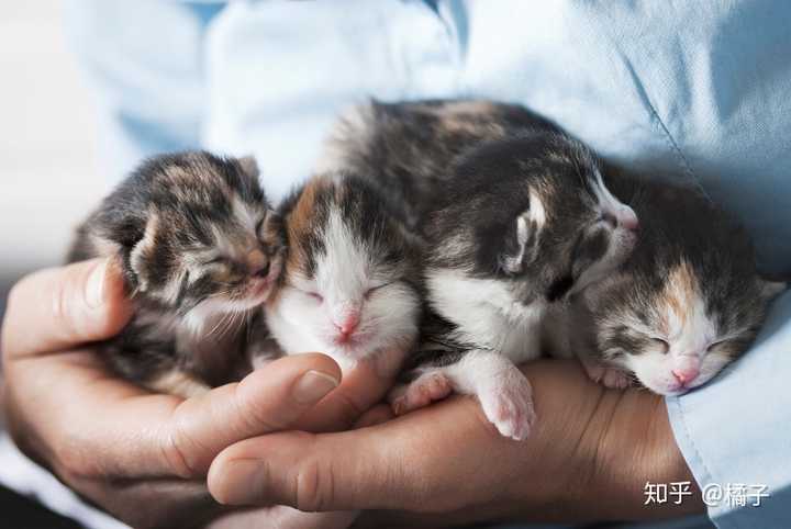 有的猫友捡到小奶猫,但是不会判断奶猫出生几天了,我们来看看 判断奶