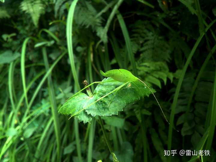 家里面太多虫子是什么体验?