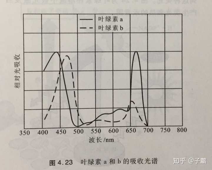 为什么叶绿素主要吸收蓝紫光和红光?