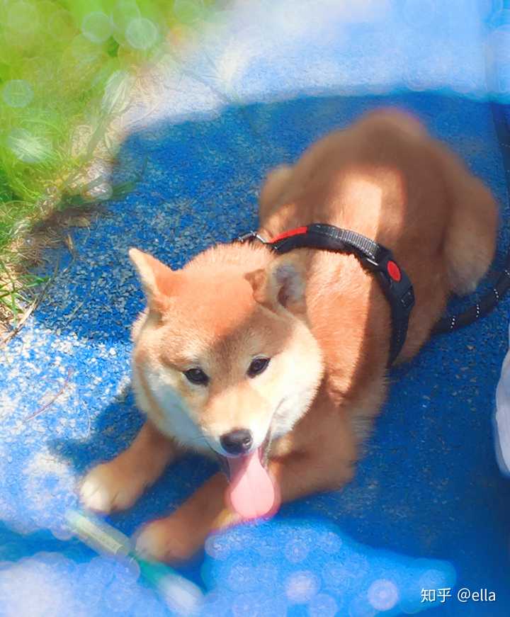 如何买到纯种健康的柴犬?