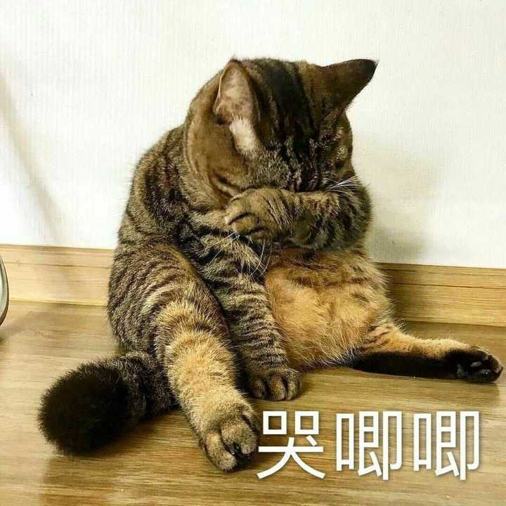你们有没有珍藏着的猫咪表情包?