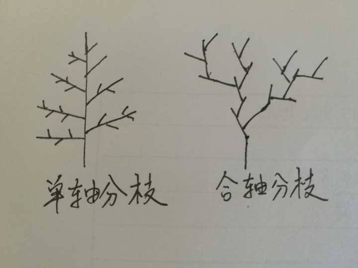 首先安利一下:竹,分为丛生竹和散生竹,散生竹属于单轴分枝,地下有