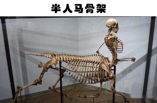 半人马在生物学上是否可行
