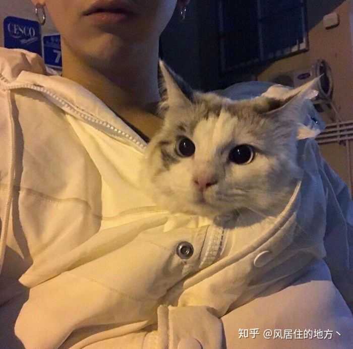 有没有抱猫的男生头像?