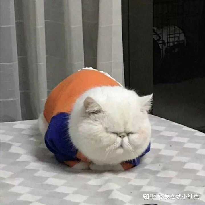 肥嘟嘟的猫猫 超可爱