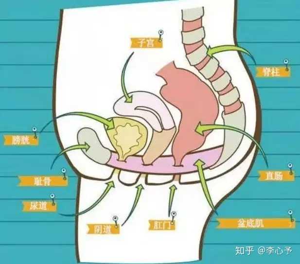 盆底肌的位置非常特殊,是支撑骨盆底的一组重要内部肌肉群.