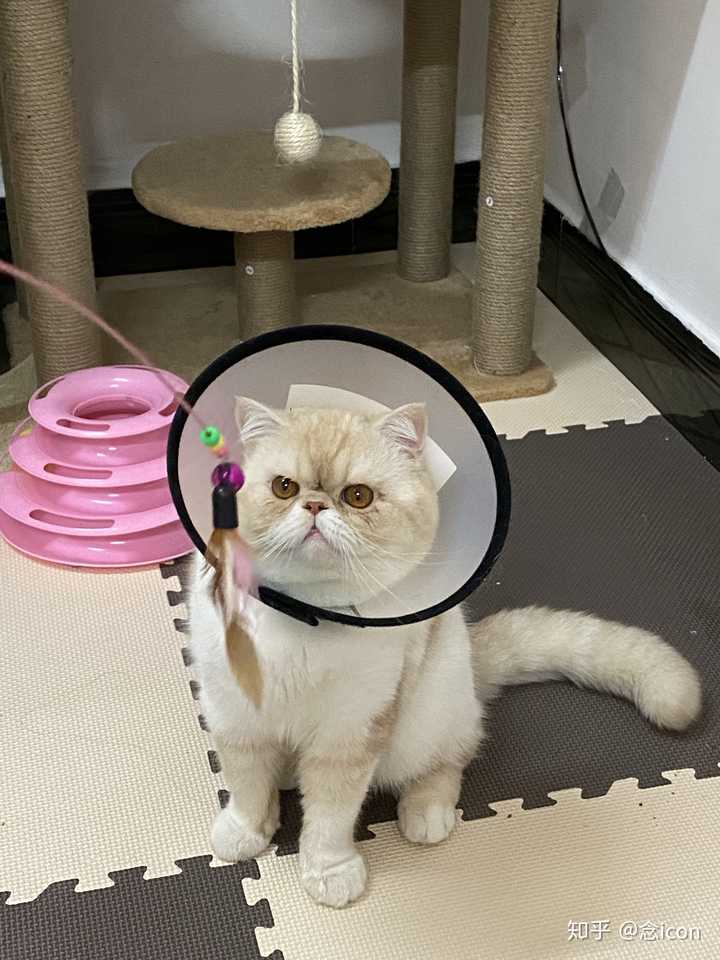 加菲猫脸脏脏的怎么清理?