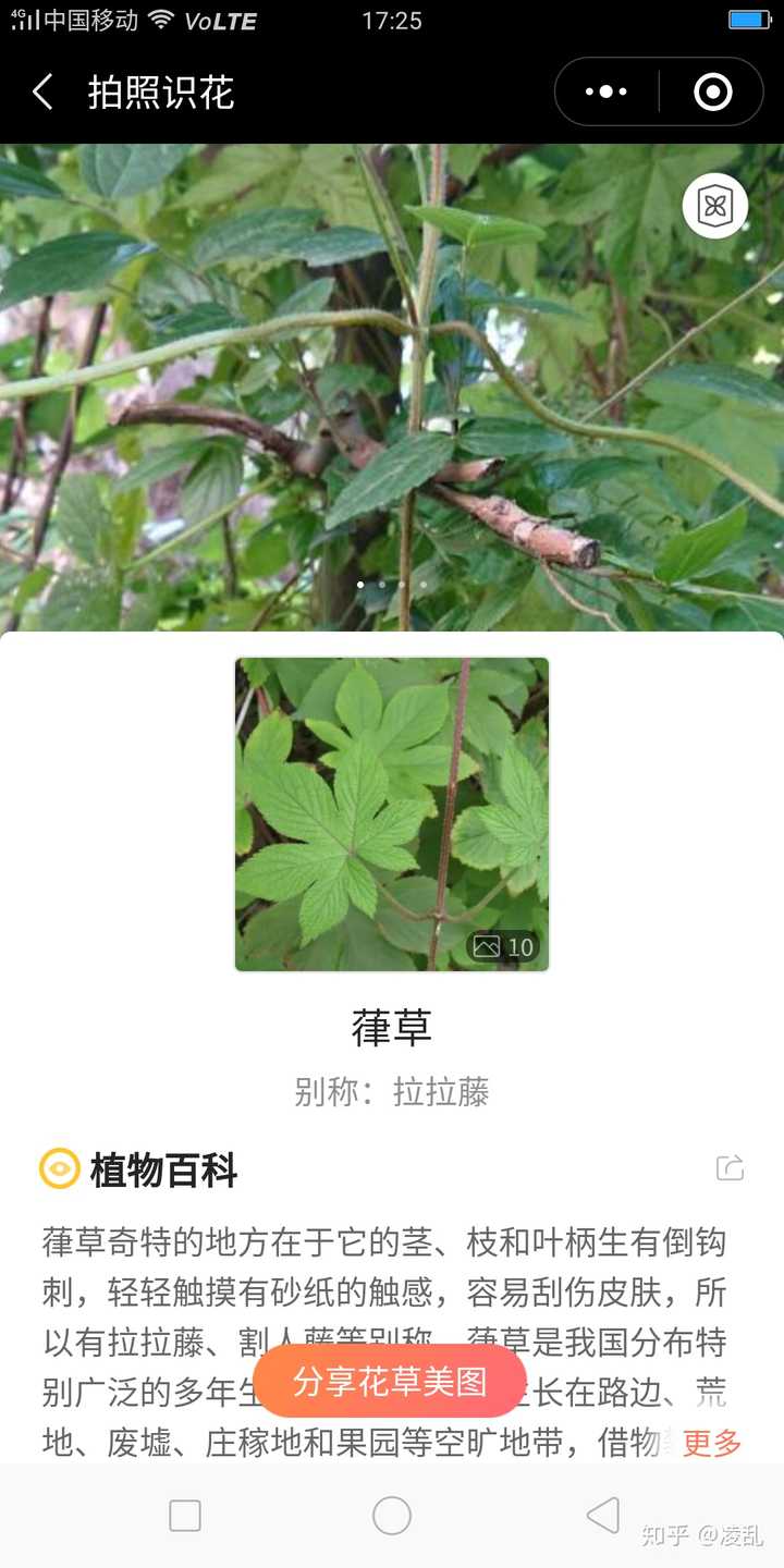 有个软件可以识别植物哦,叫"识花君"