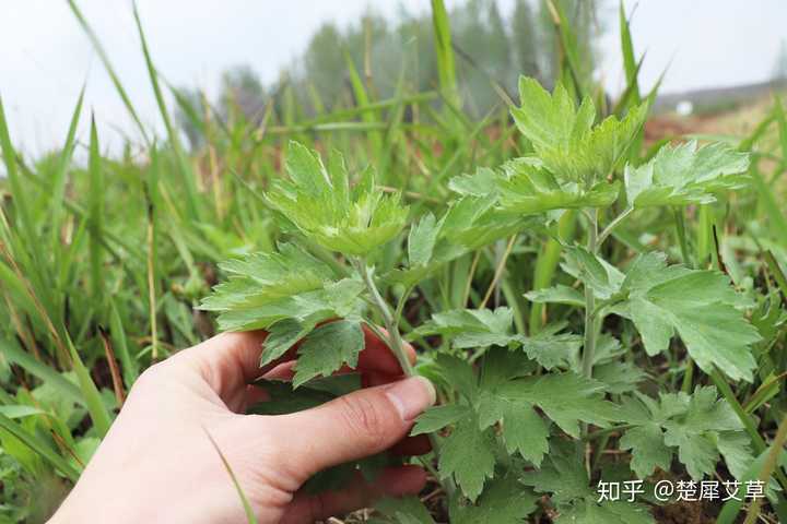 在野外发现一些草我以为是艾草但是别人说不是这是艾草吗