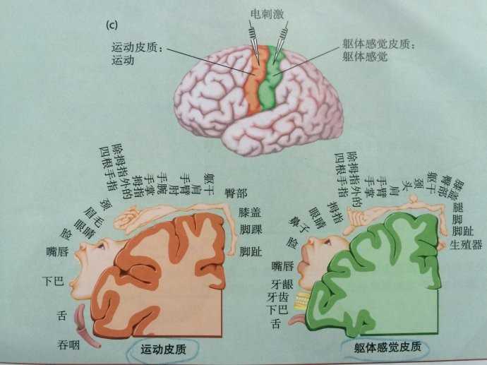 图1. 电刺激示意图和运动/躯体感觉皮层的拓扑地形图.