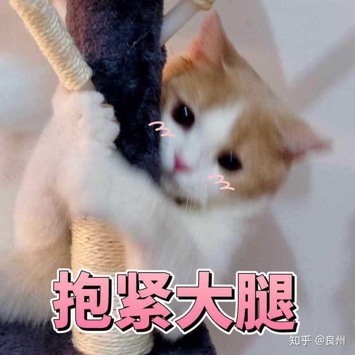 你们有没有珍藏着的猫咪表情包?