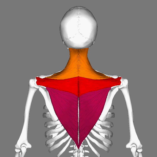 背部另一个重要的位置是斜方肌:这位置个可以放在练肩的那一天进行