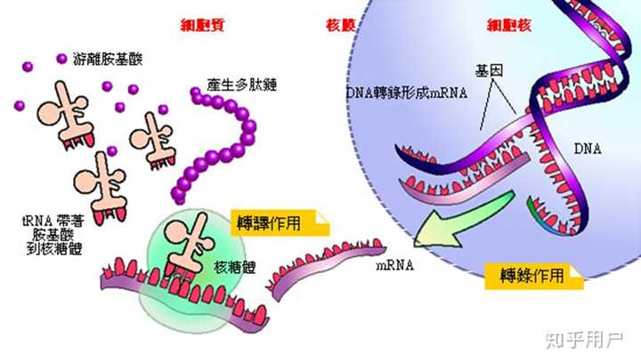 mrna,trna,rrna在翻译过程中是怎样参与的?