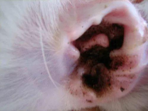 如何区分猫耳螨和耳垢?